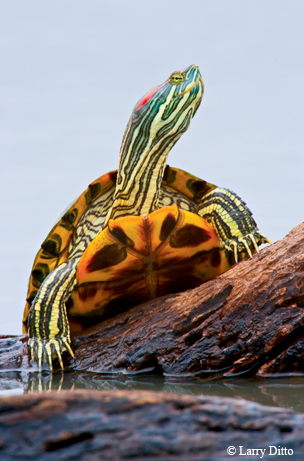 iNaturalist